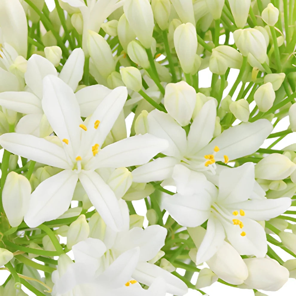 White Agapanthus - main