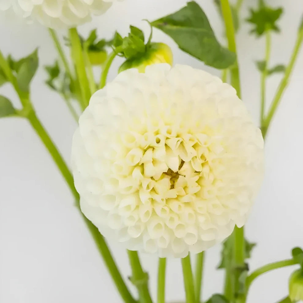 White Dahlias - alternative 3