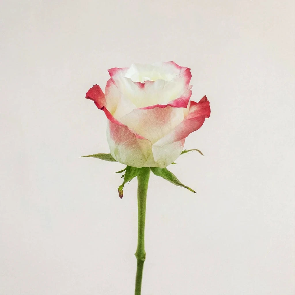 Cabaret Roses Standard - alternative 3