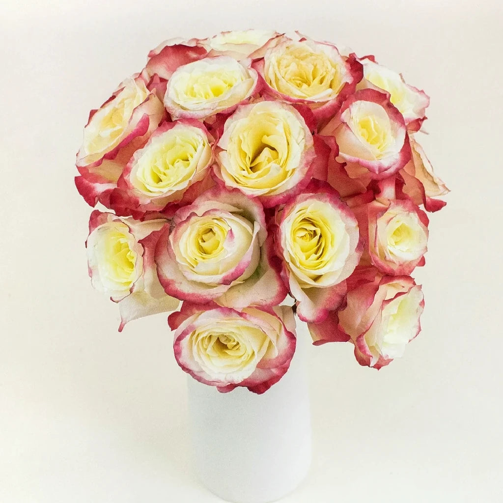 Cabaret Roses Standard - main