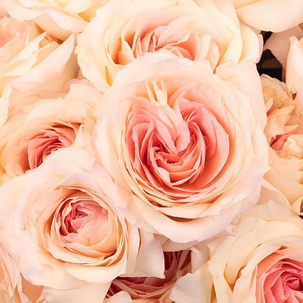 Mayra's Bridal Pink Roses Garden - main