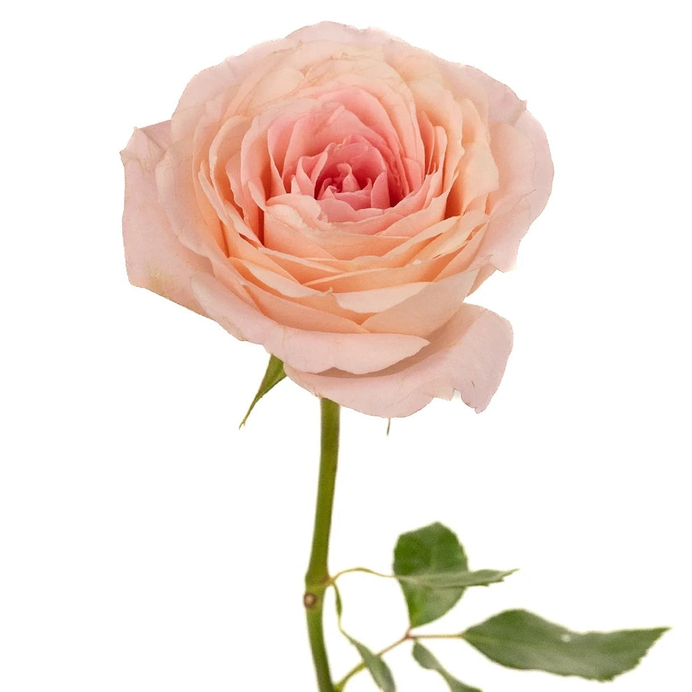 Mayra's Bridal Pink Roses Garden - alternative 1