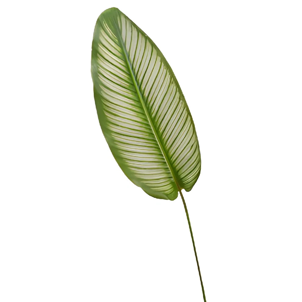 Calathea Greenery - alternative 2