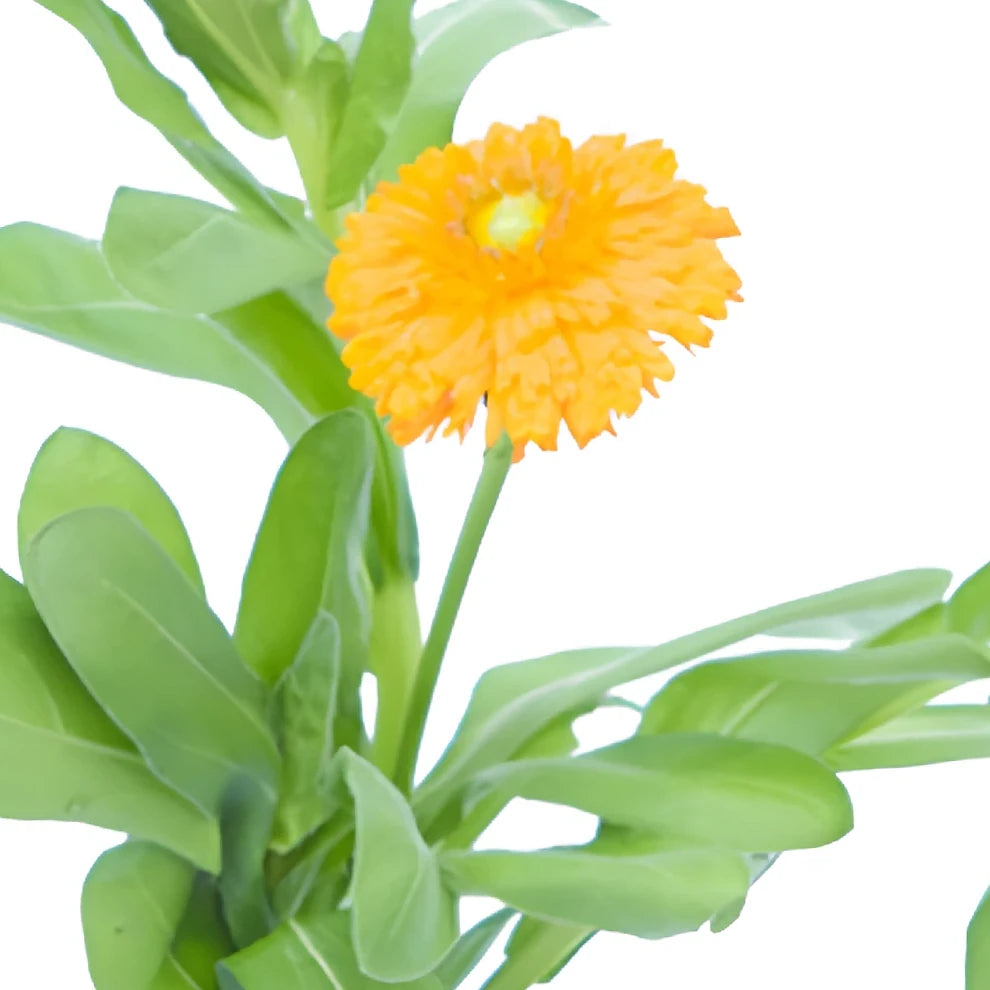 Orange Calendula - alternative 3