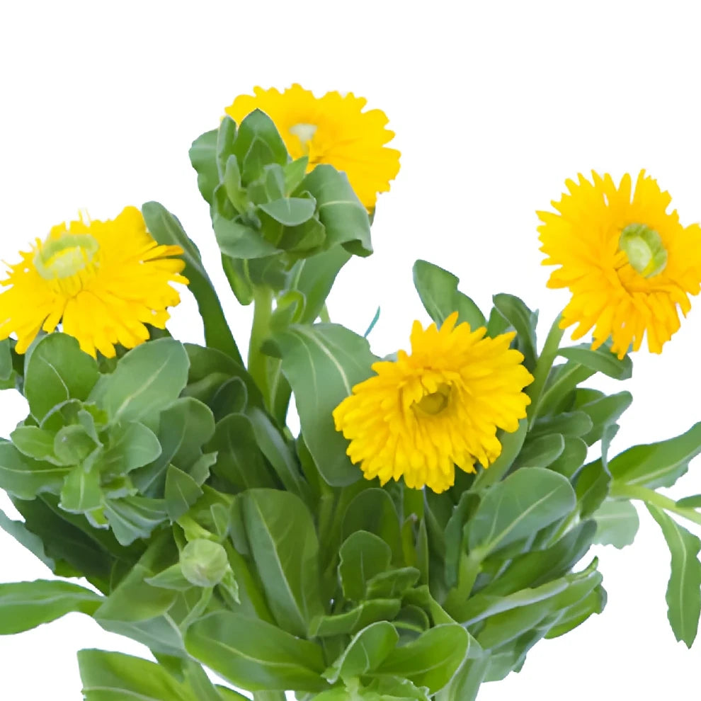 Yellow Calendula - main
