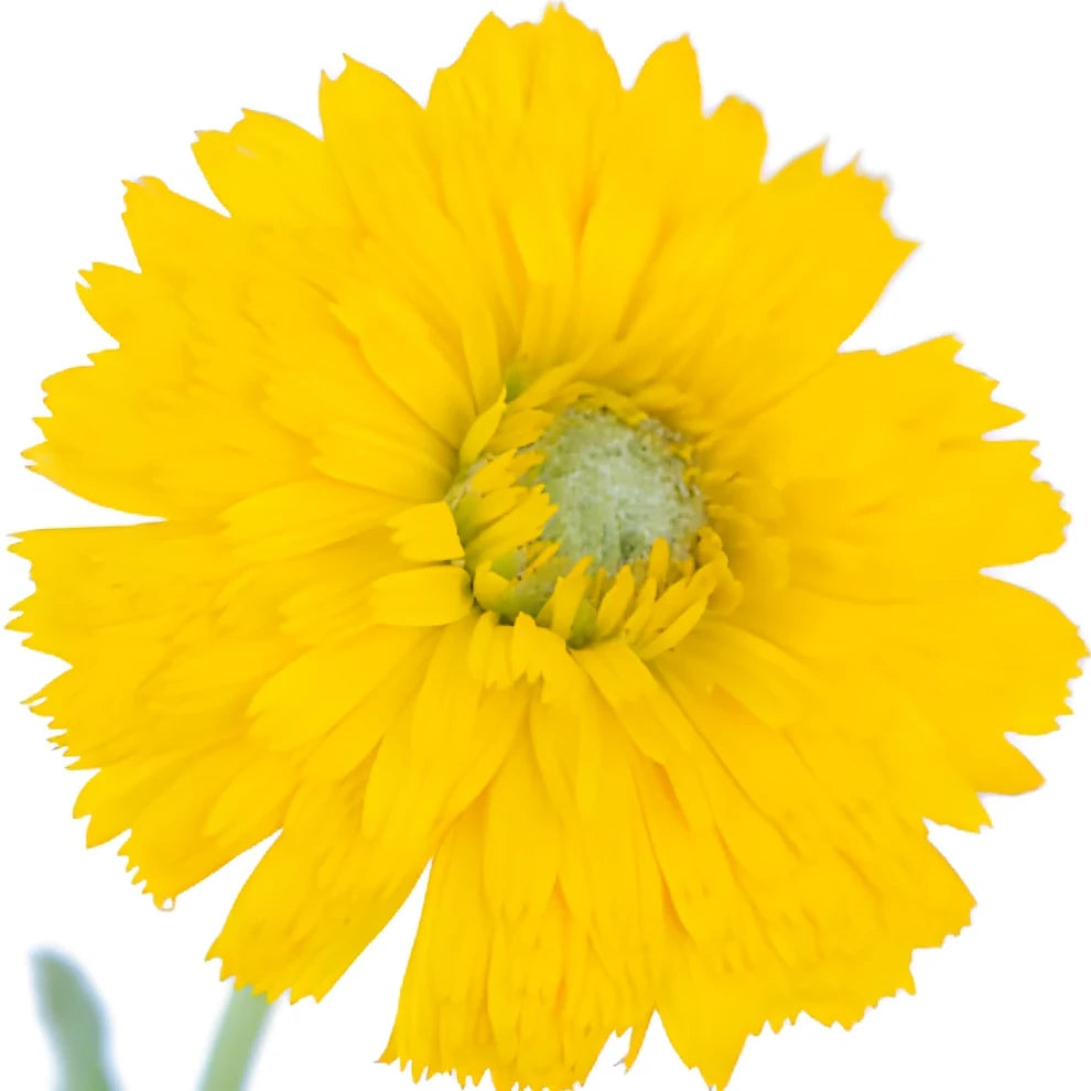 Yellow Calendula - alternative 2