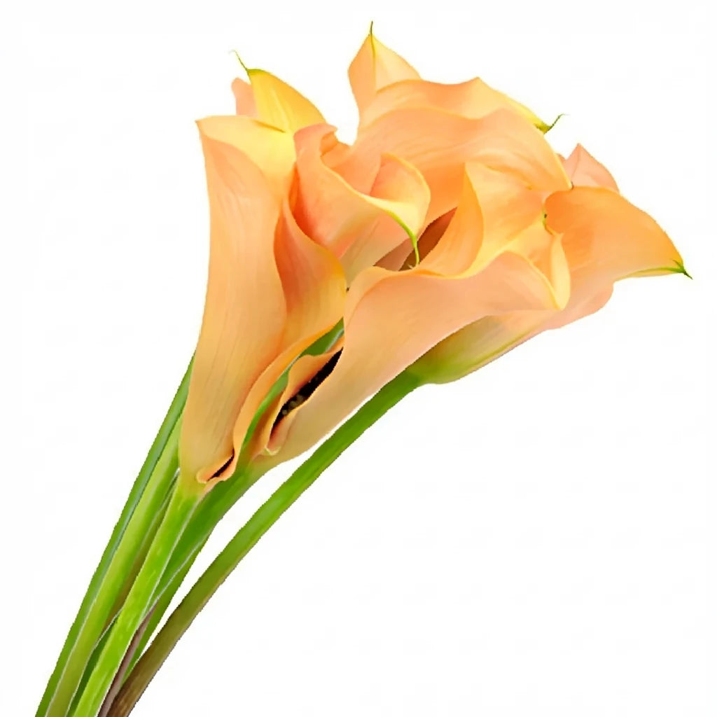 Coral Passion Calla Lily Mini - alternative 1
