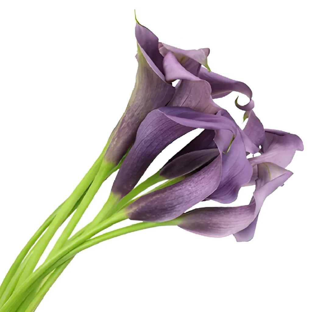 Paco Calla Lily Mini - main