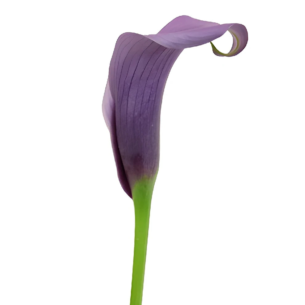Paco Calla Lily Mini - alternative 2