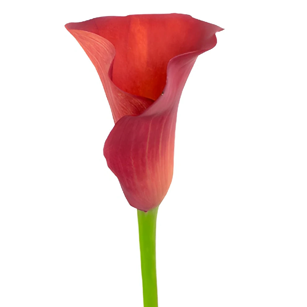 Red Calla Lily Mini - alternative 3