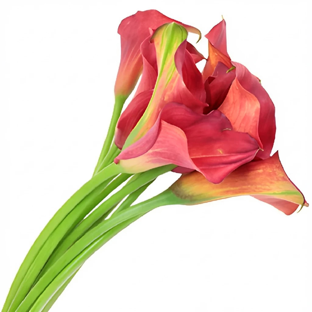 Red Calla Lily Mini - alternative 2