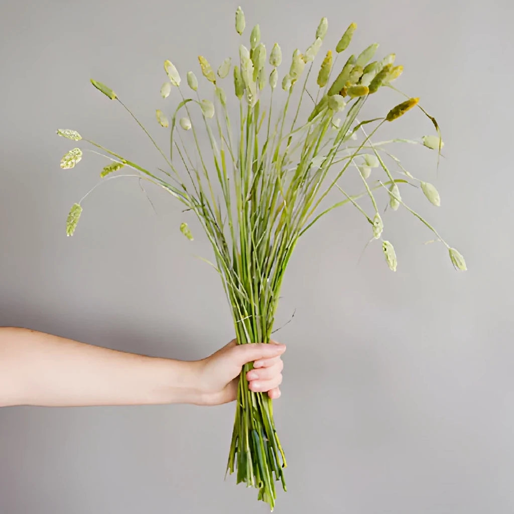 Canary Grass Greenery - alternative 3