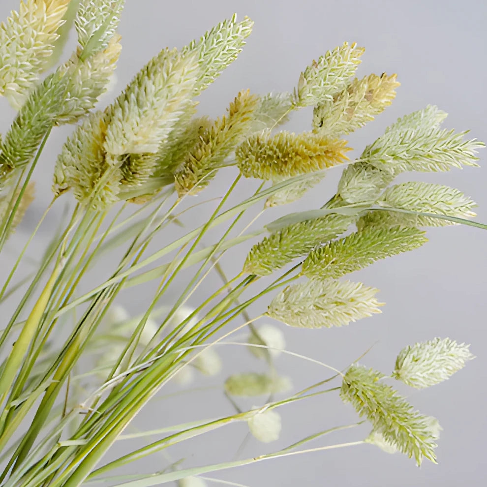 Canary Grass Greenery - alternative 1