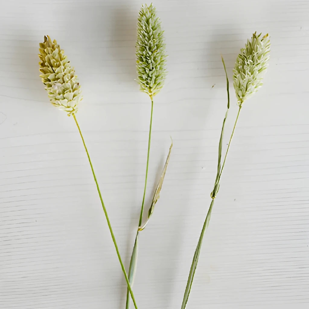 Canary Grass Greenery - main