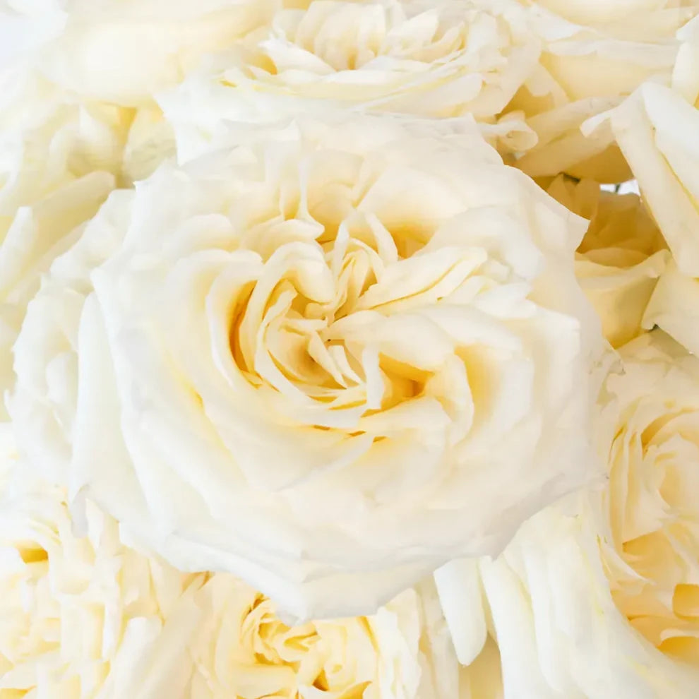 Candlelight Roses Standard - alternative 1