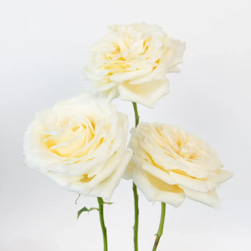 Candlelight Roses Standard - main