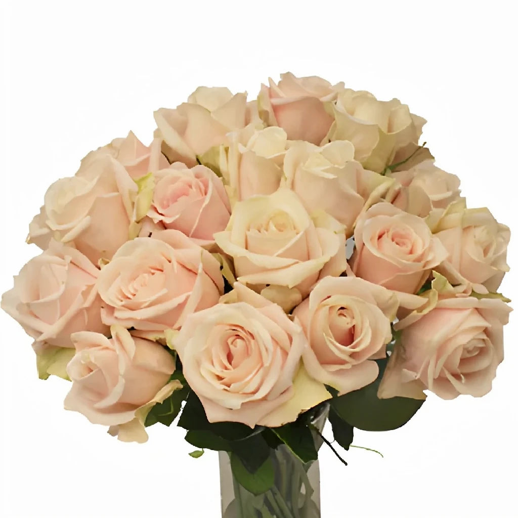 Bianca Candy Roses Standard - alternative 2