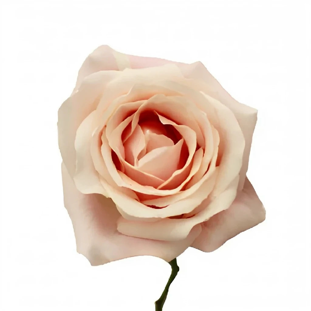 Bianca Candy Roses Standard - alternative 3