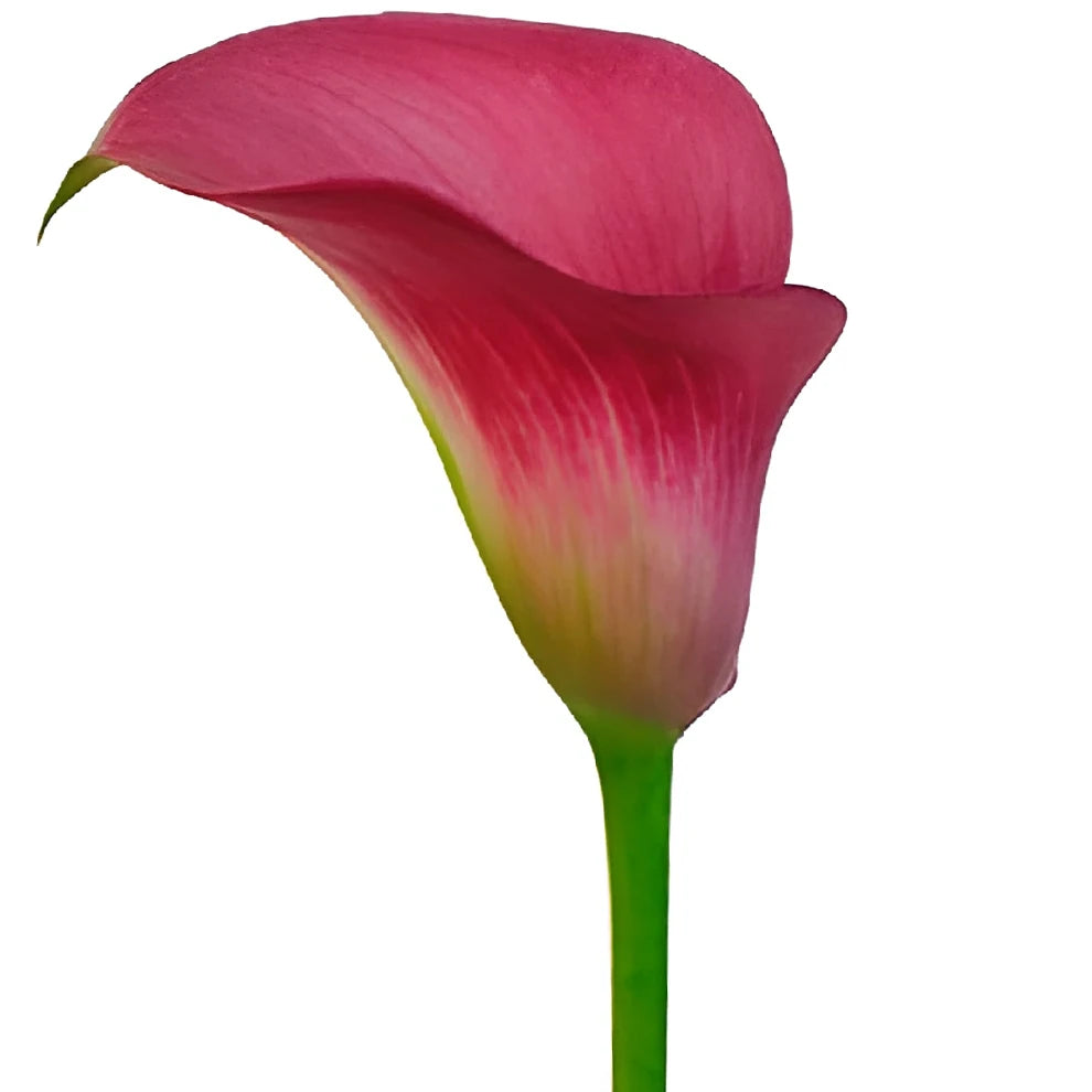 Fantasia Calla Lily Mini - alternative 2