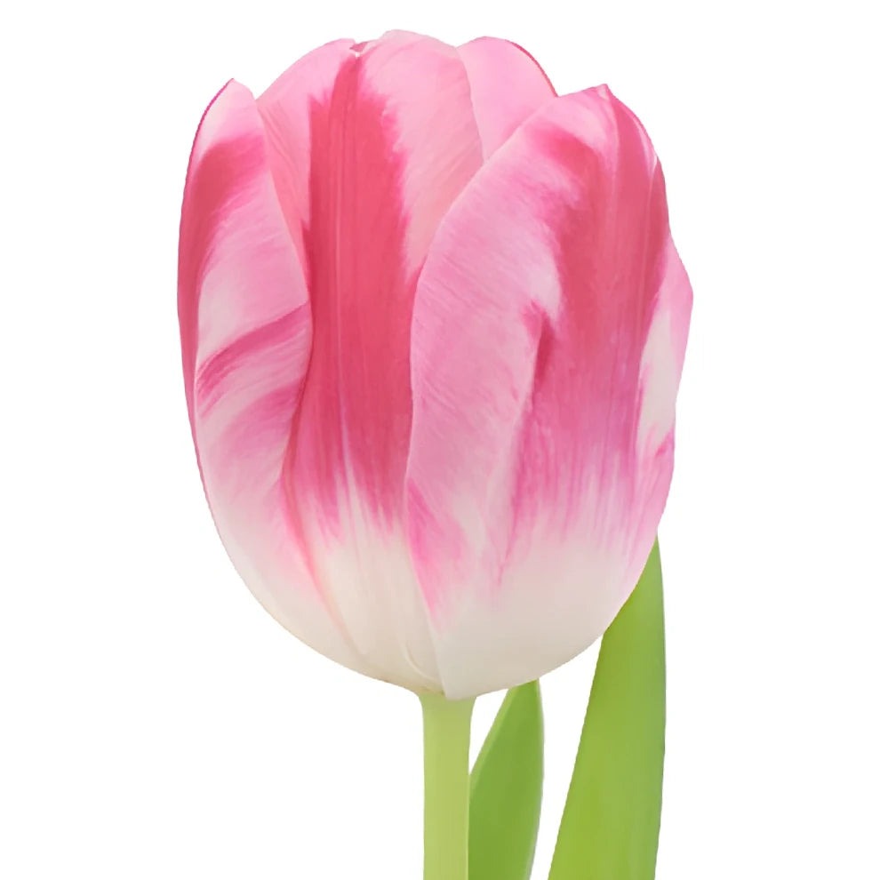 Pink Tulips Standard - alternative 2