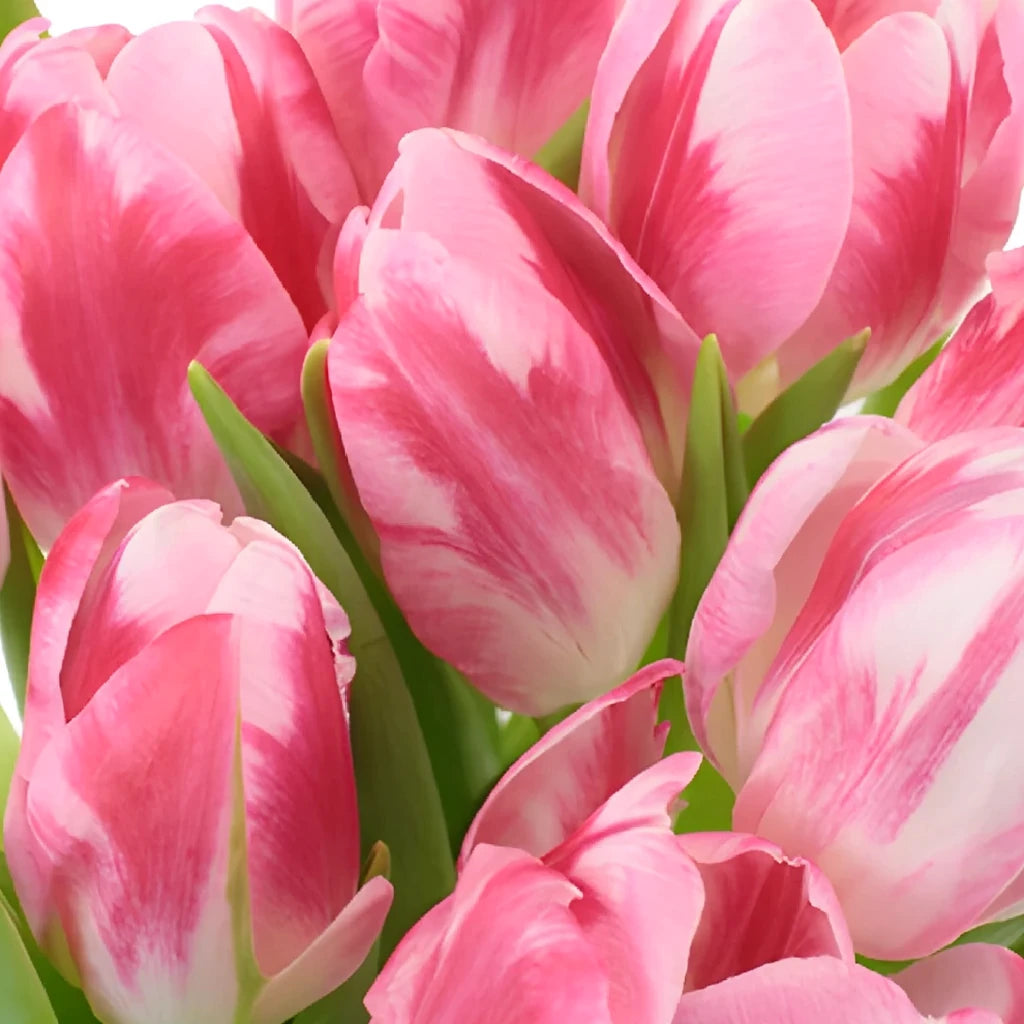 Pink Tulips Standard - main
