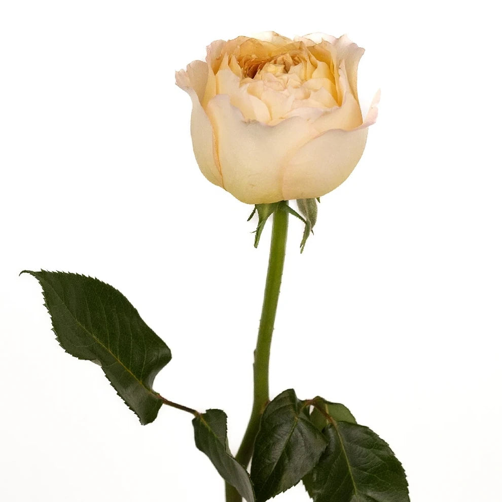 Caramel Antique Roses Garden - alternative 1
