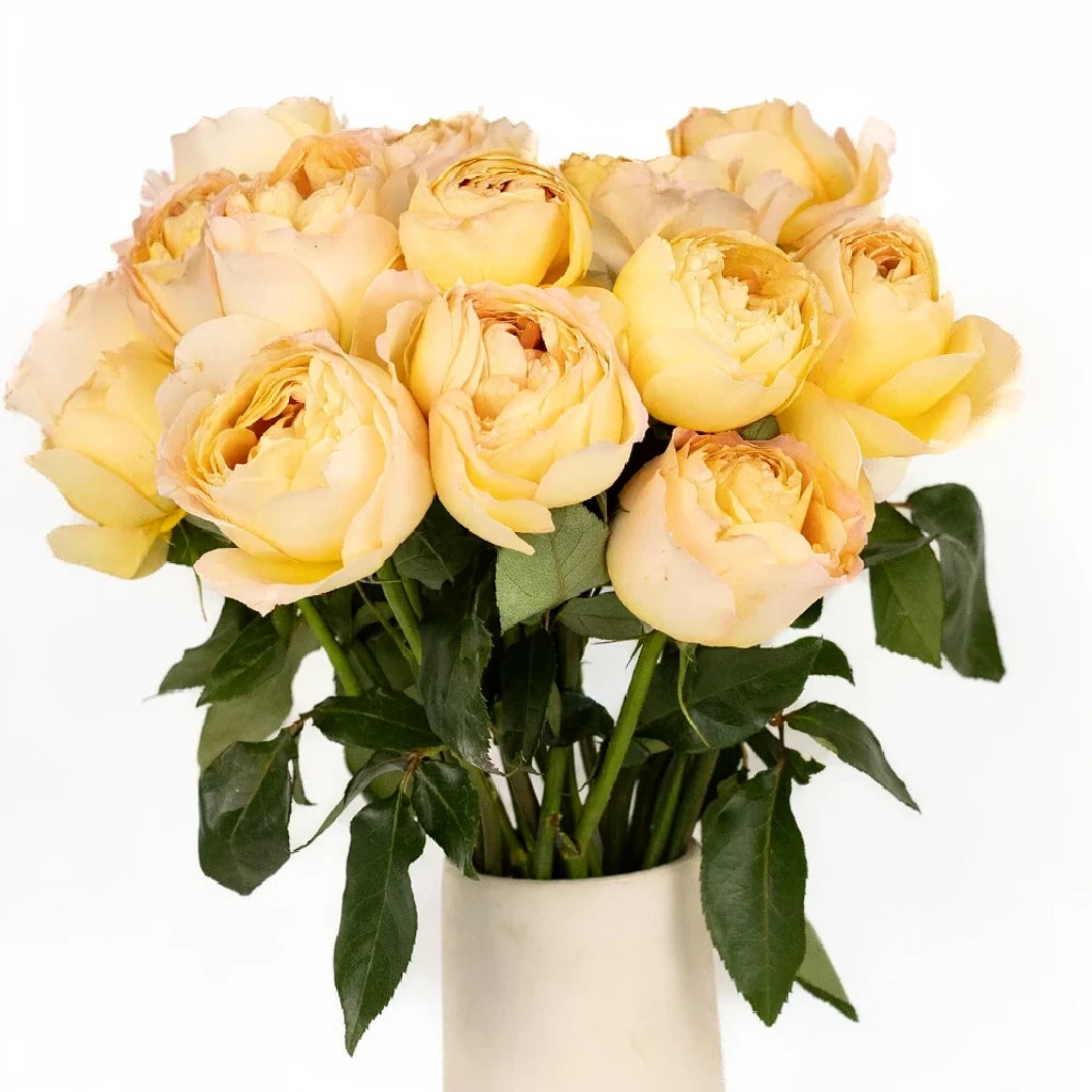 Caramel Antique Roses Garden - main