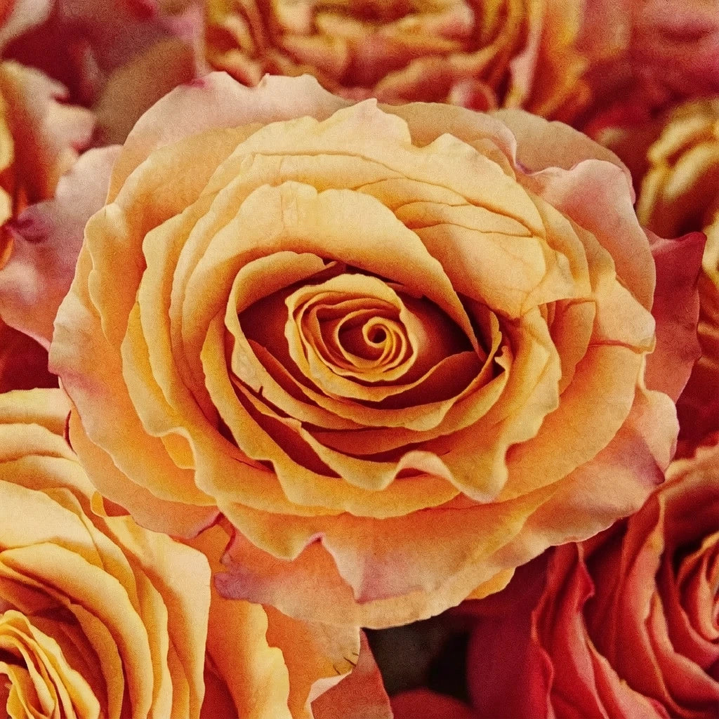 Carpe Diem Roses Standard - main