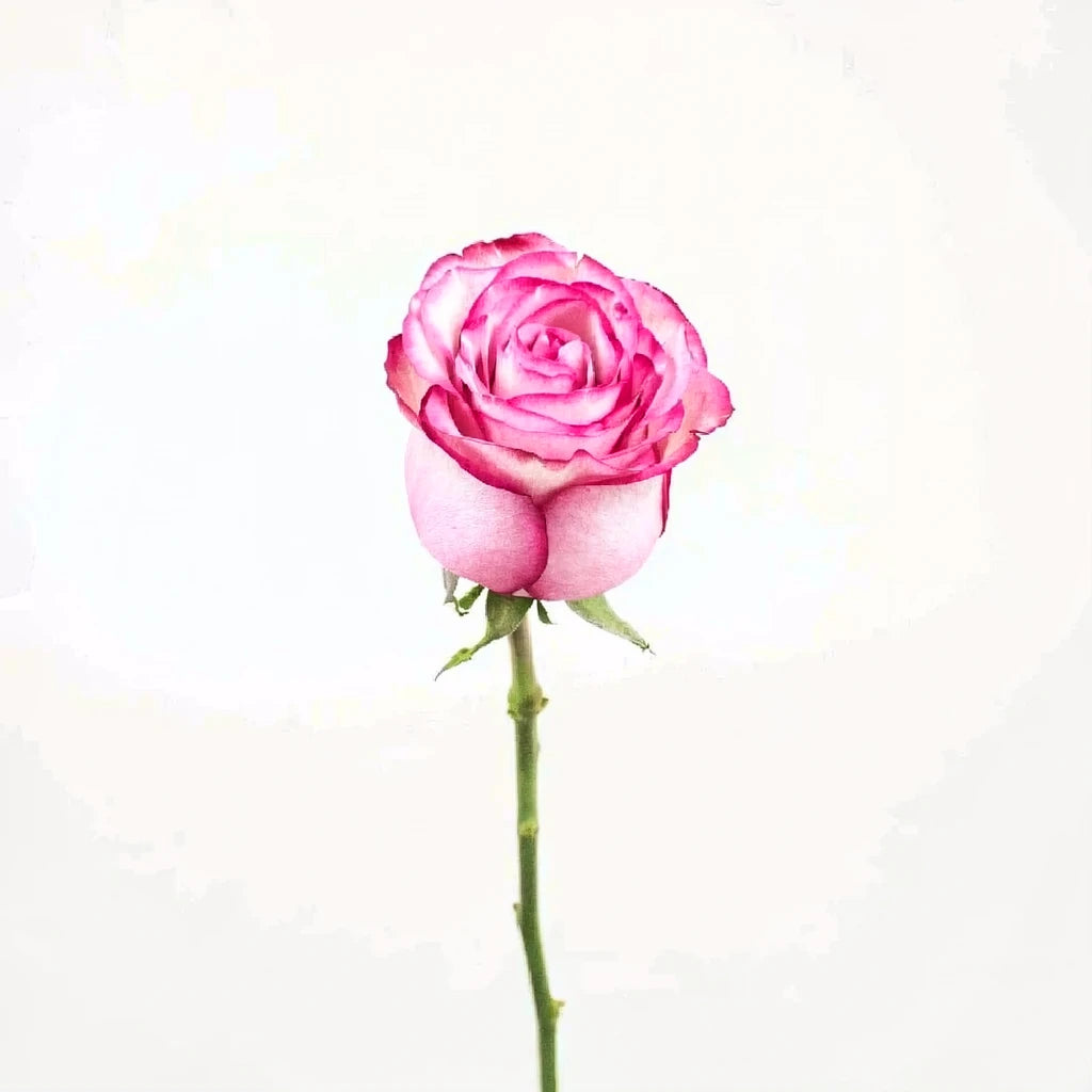 Paloma Roses Standard - alternative 2