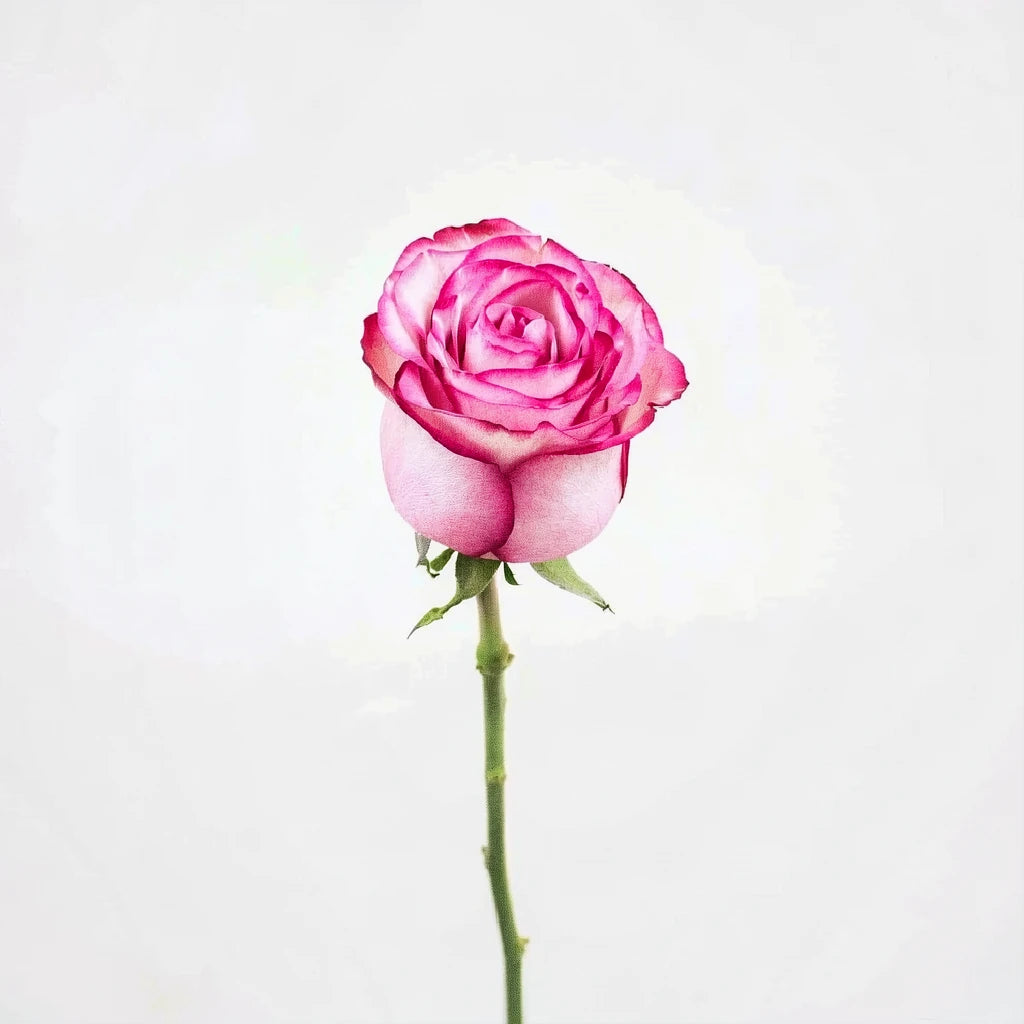 Raspberry Ice Roses Standard - main