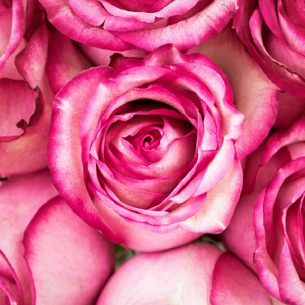 Carrousel Roses Standard - alternative 2