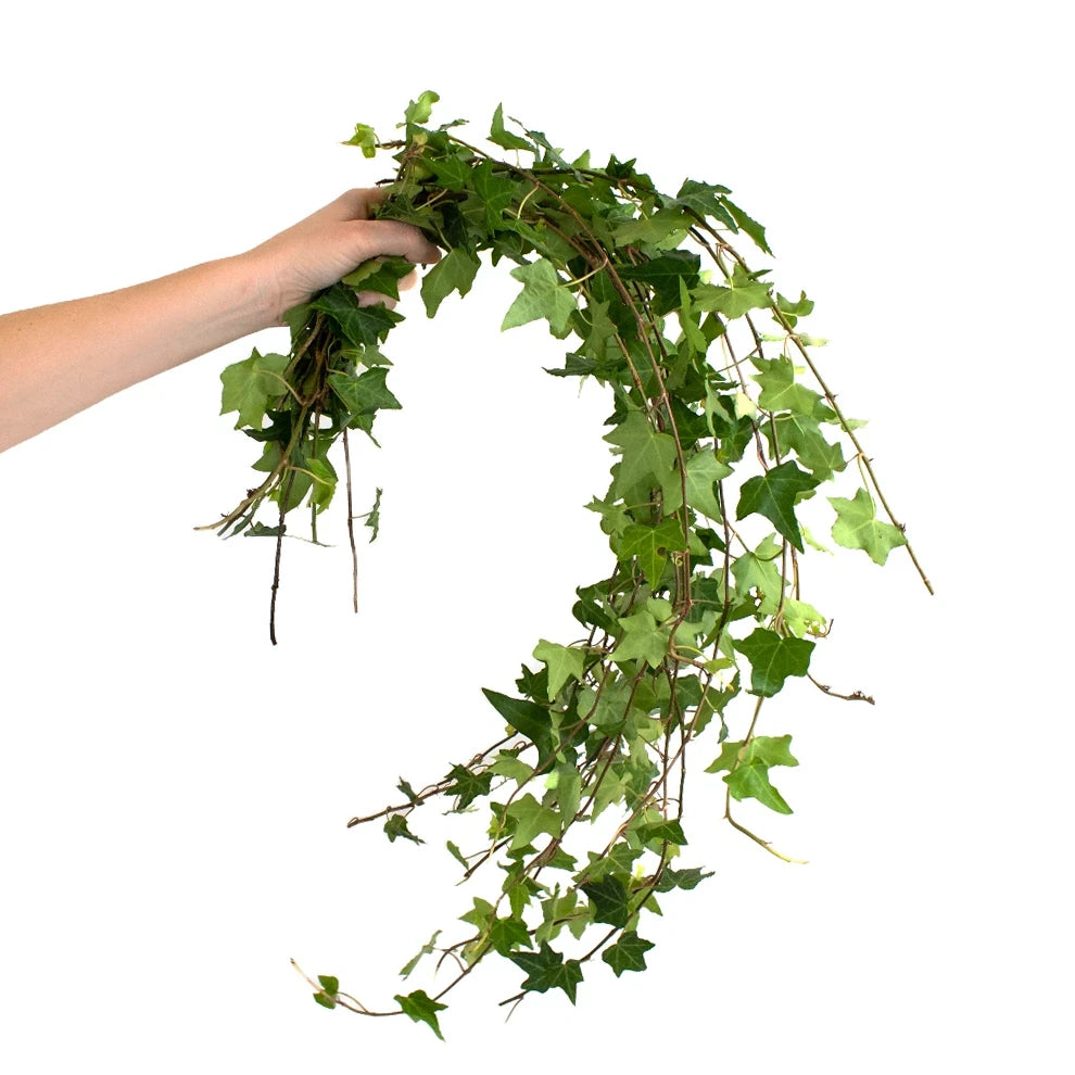 Bush Ivy Green Greenery - alternative 1