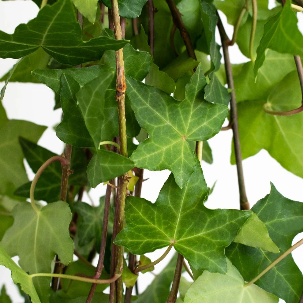 Bush Ivy Green Greenery - main