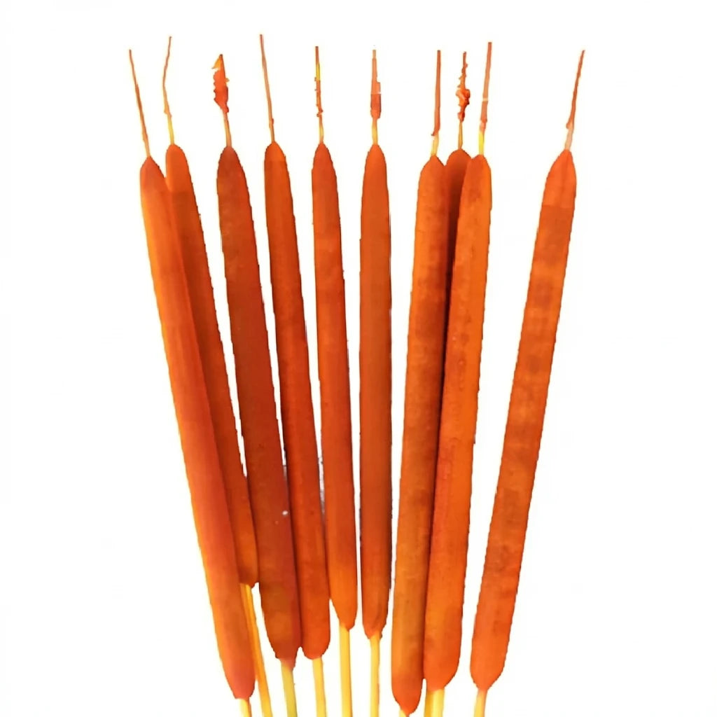 Orange Cat Tails - alternative 1
