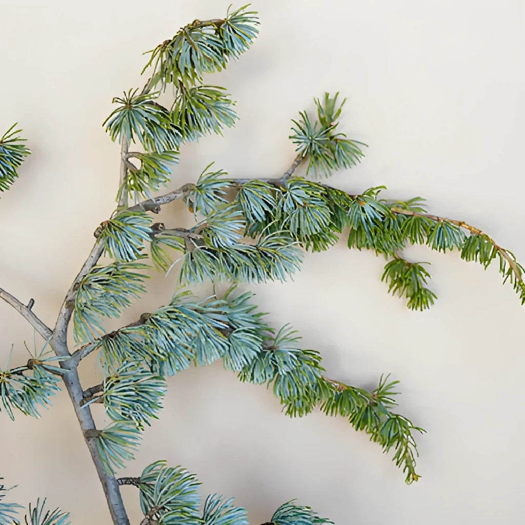 Cedar Blue Atlas Greenery - main