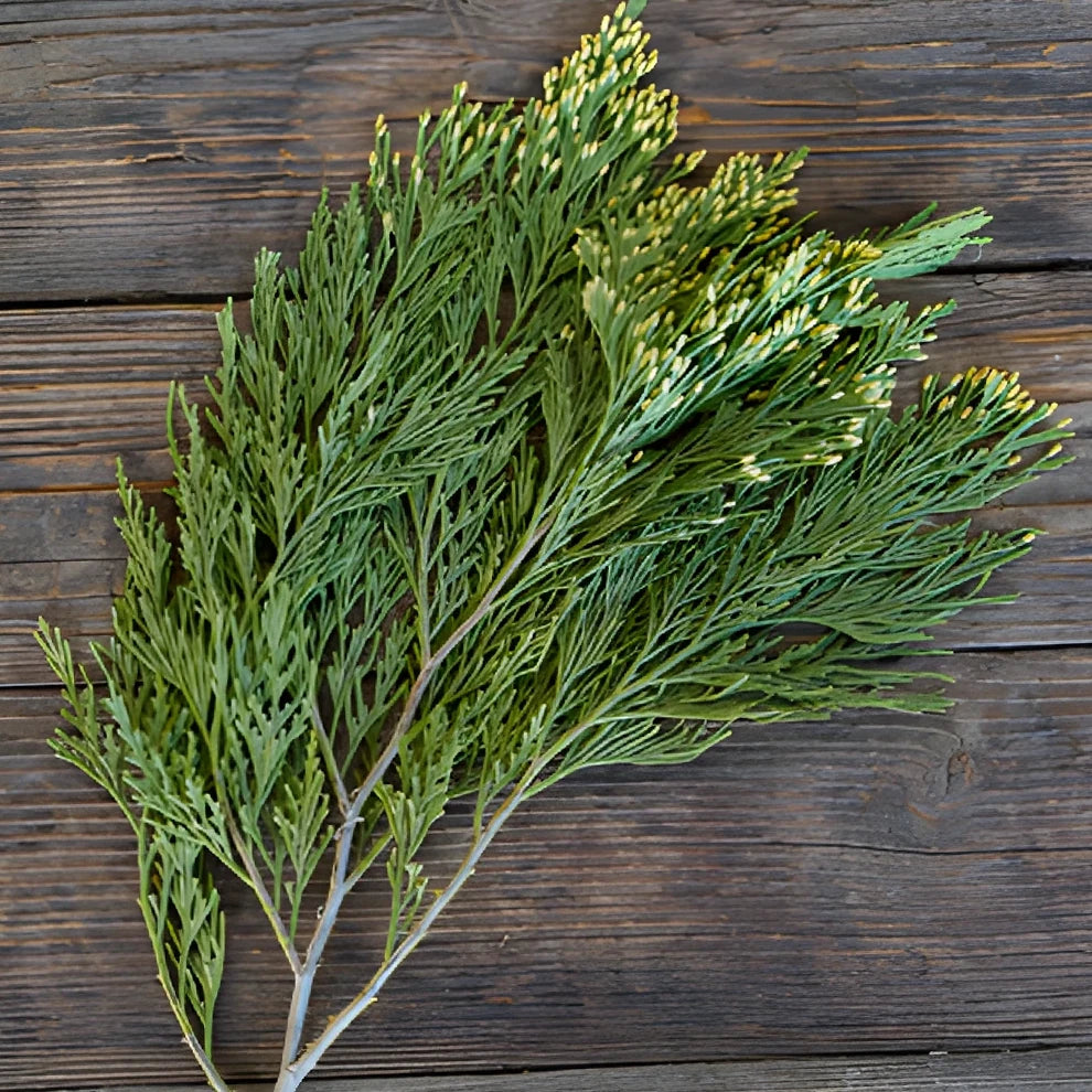 Gold Tip Cedar Greenery - alternative 2