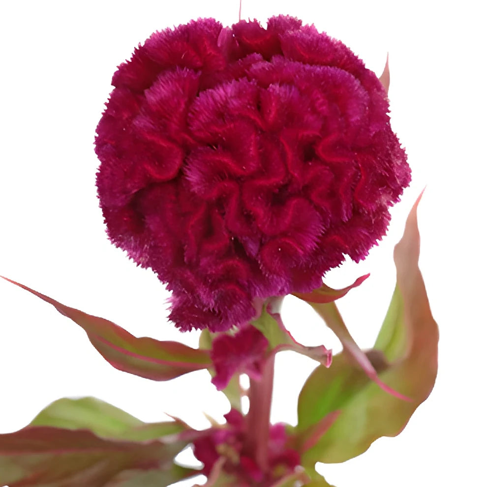 Burgundy Celosia Coxcomb - alternative 2