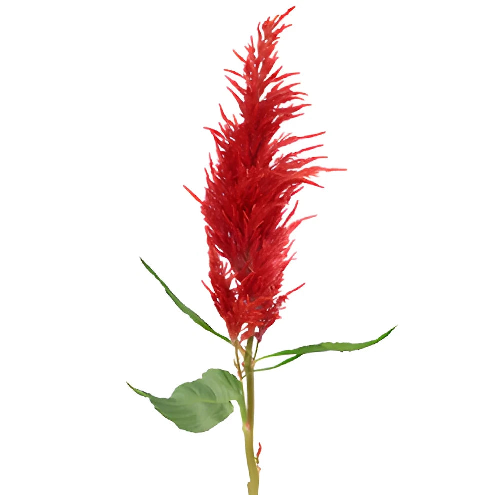 Red Celosia Feather - main
