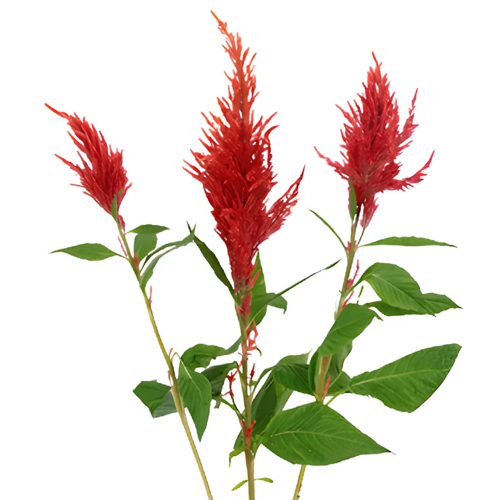 Red Celosia Feather - alternative 3