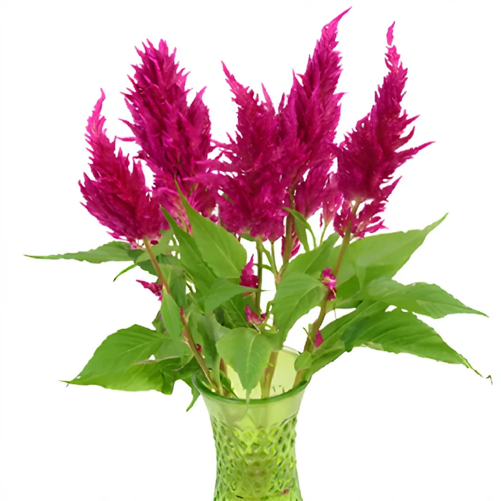 Pink Dark Celosia Feather - alternative 1
