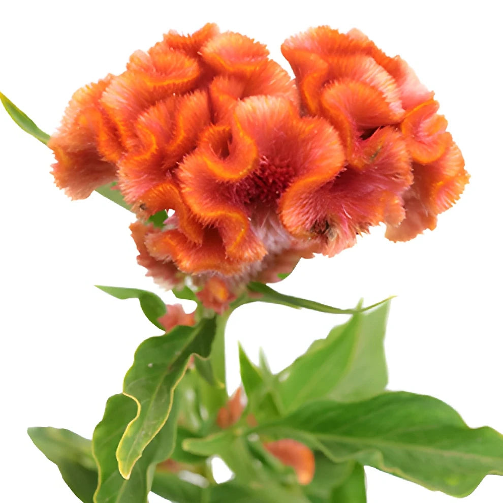 Coral Celosia Coxcomb - alternative 2