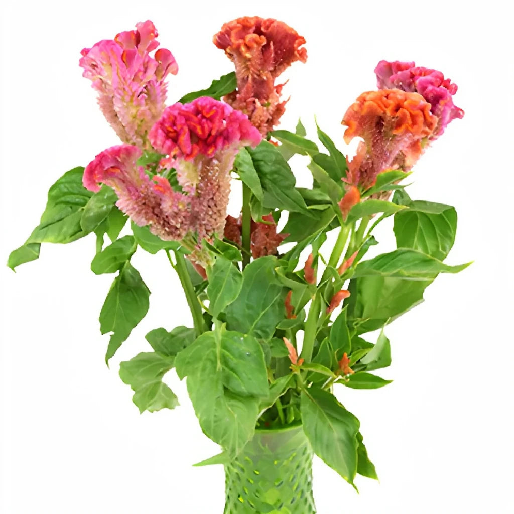 Coral Celosia Coxcomb - alternative 3