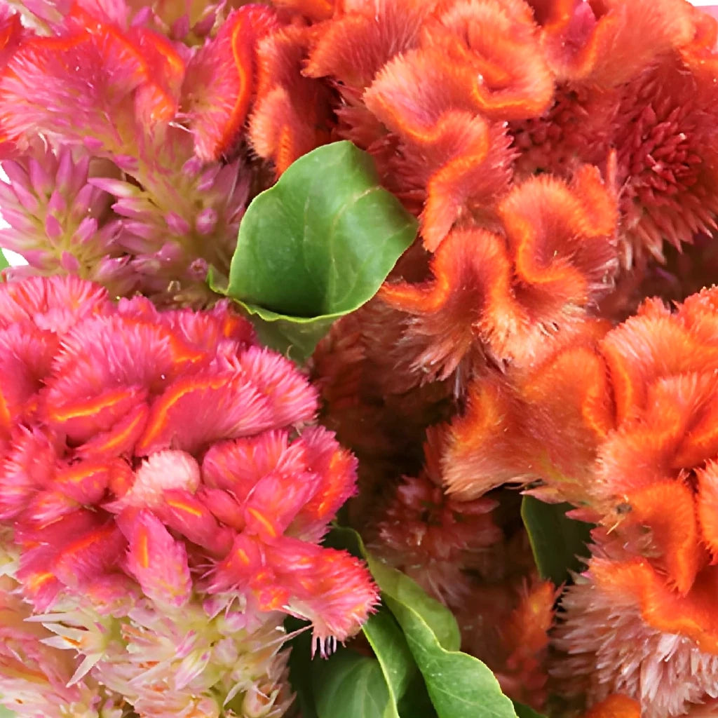 Coral Celosia Coxcomb - alternative 1