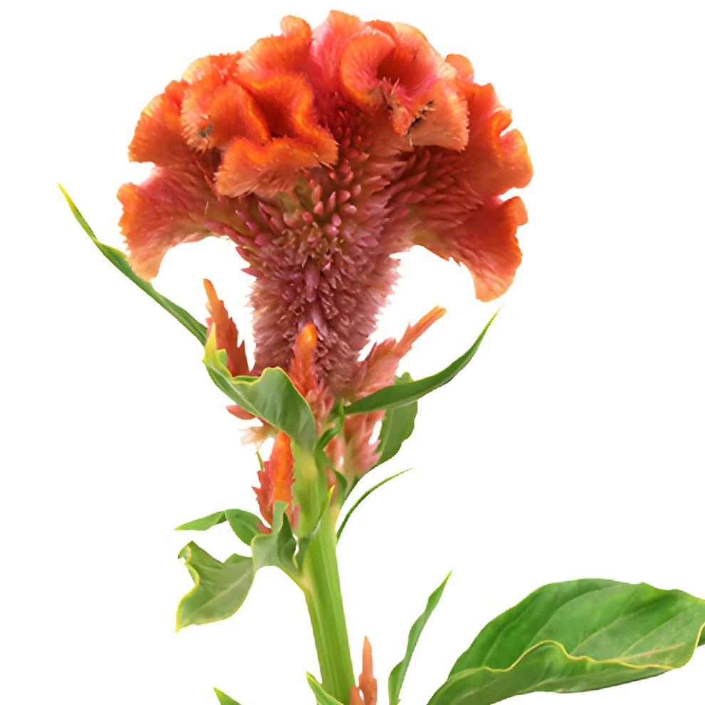 Coral Celosia Coxcomb - main