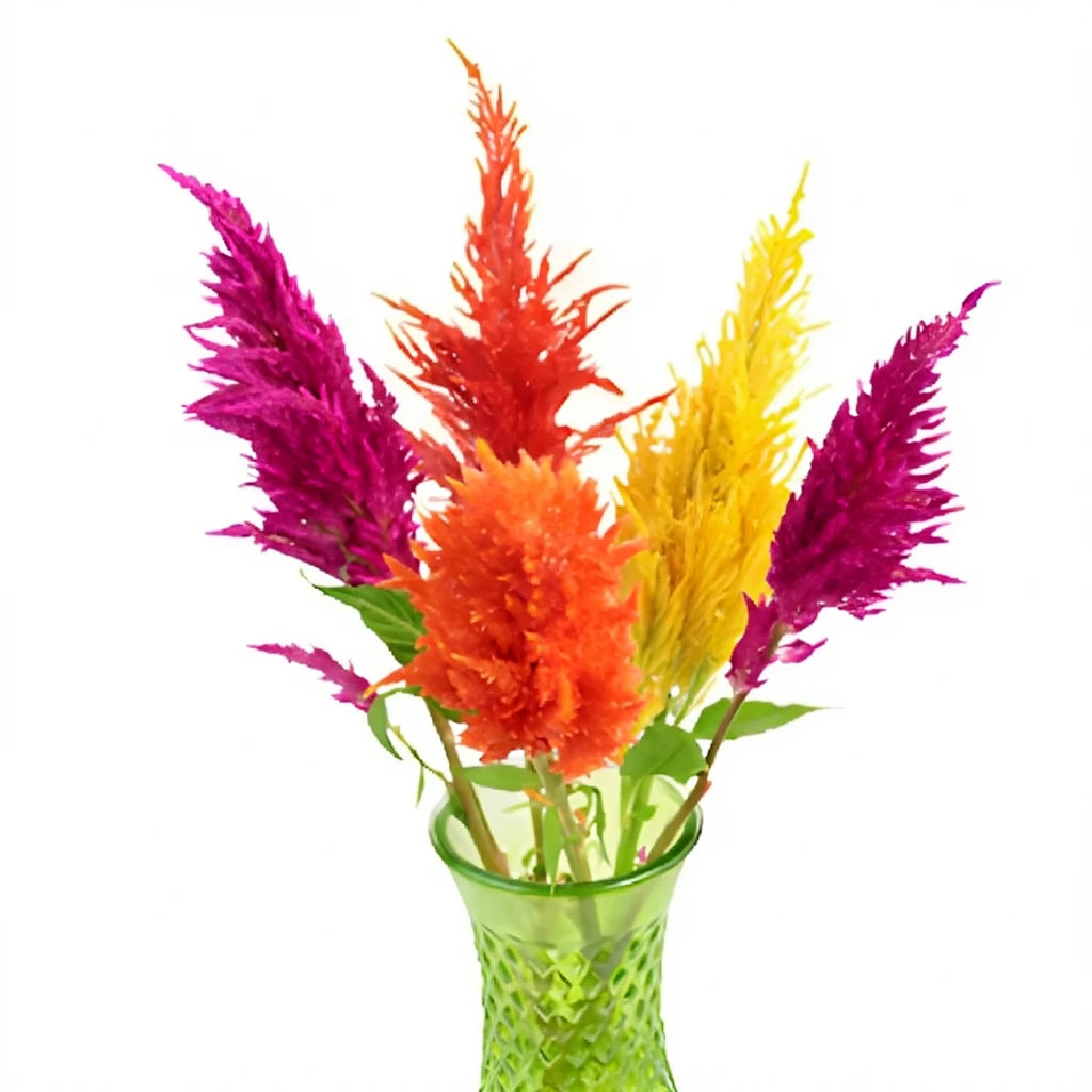 Assorted Celosia Feather - main