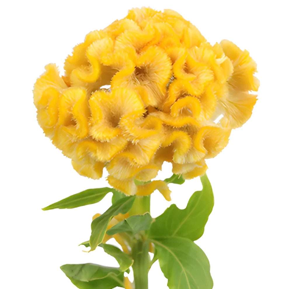 Yellow Celosia Coxcomb - alternative 2