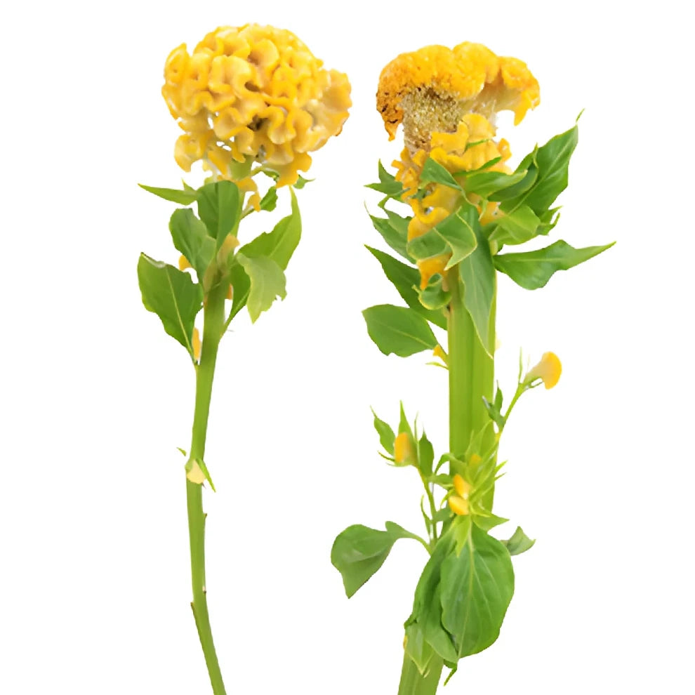 Yellow Celosia Coxcomb - main