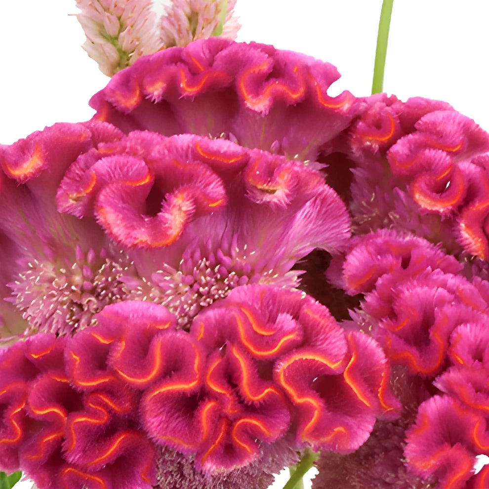 Pink Hot Celosia Coxcomb - alternative 2