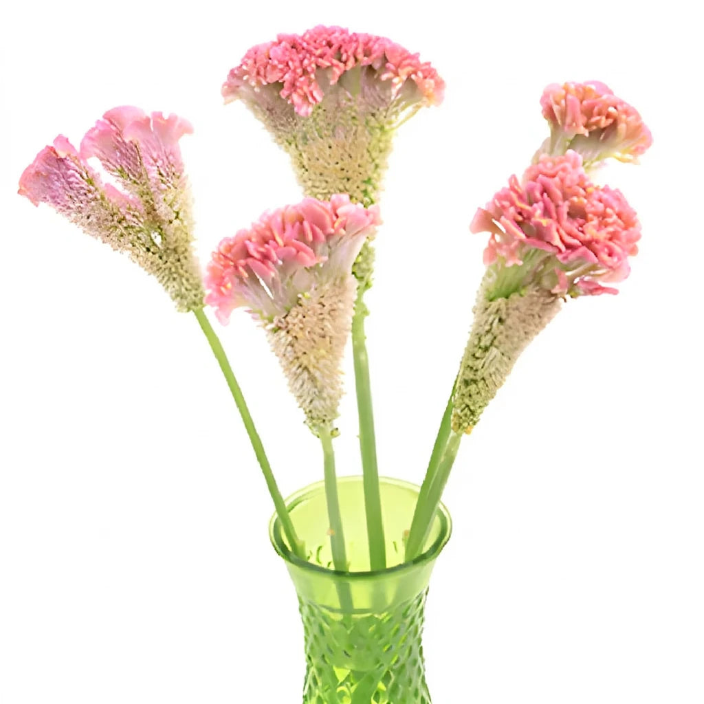 Light Pink Celosia Feather - main