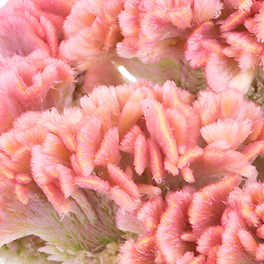 Light Pink Celosia Feather - alternative 1